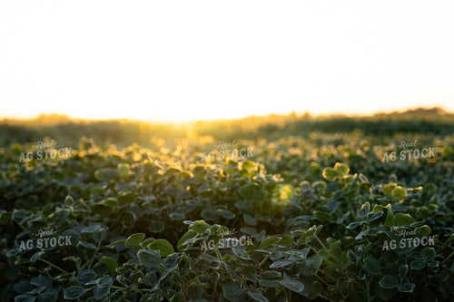 Mid-Season Soybean Field 65931