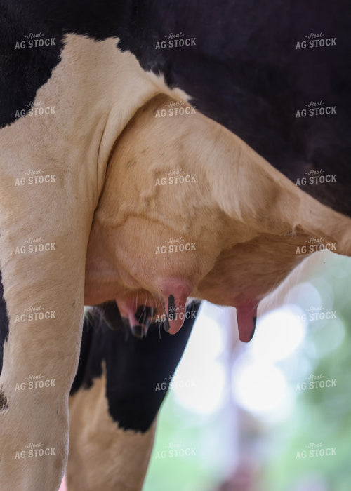 Holstein Udders 160121