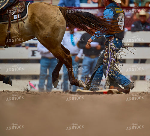 Saddle Bronc Riding 177019