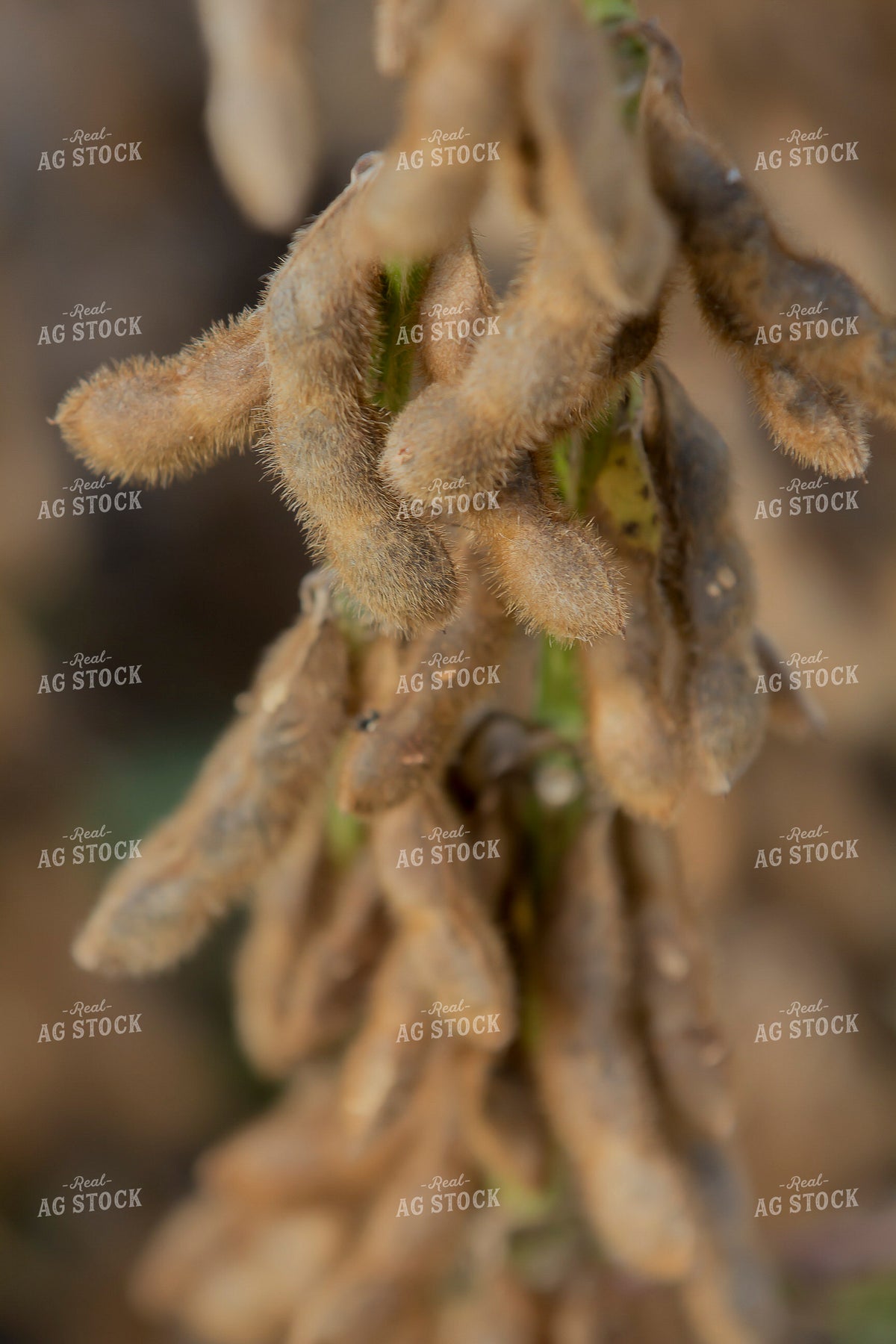 Dried Soybean Pods Close Up 291129