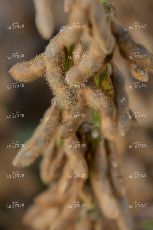 Dried Soybean Pods Close Up 291129