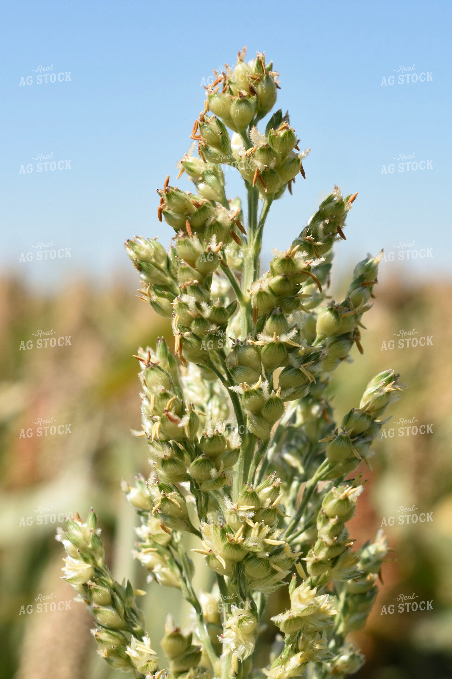 Sorghum Berries 156131