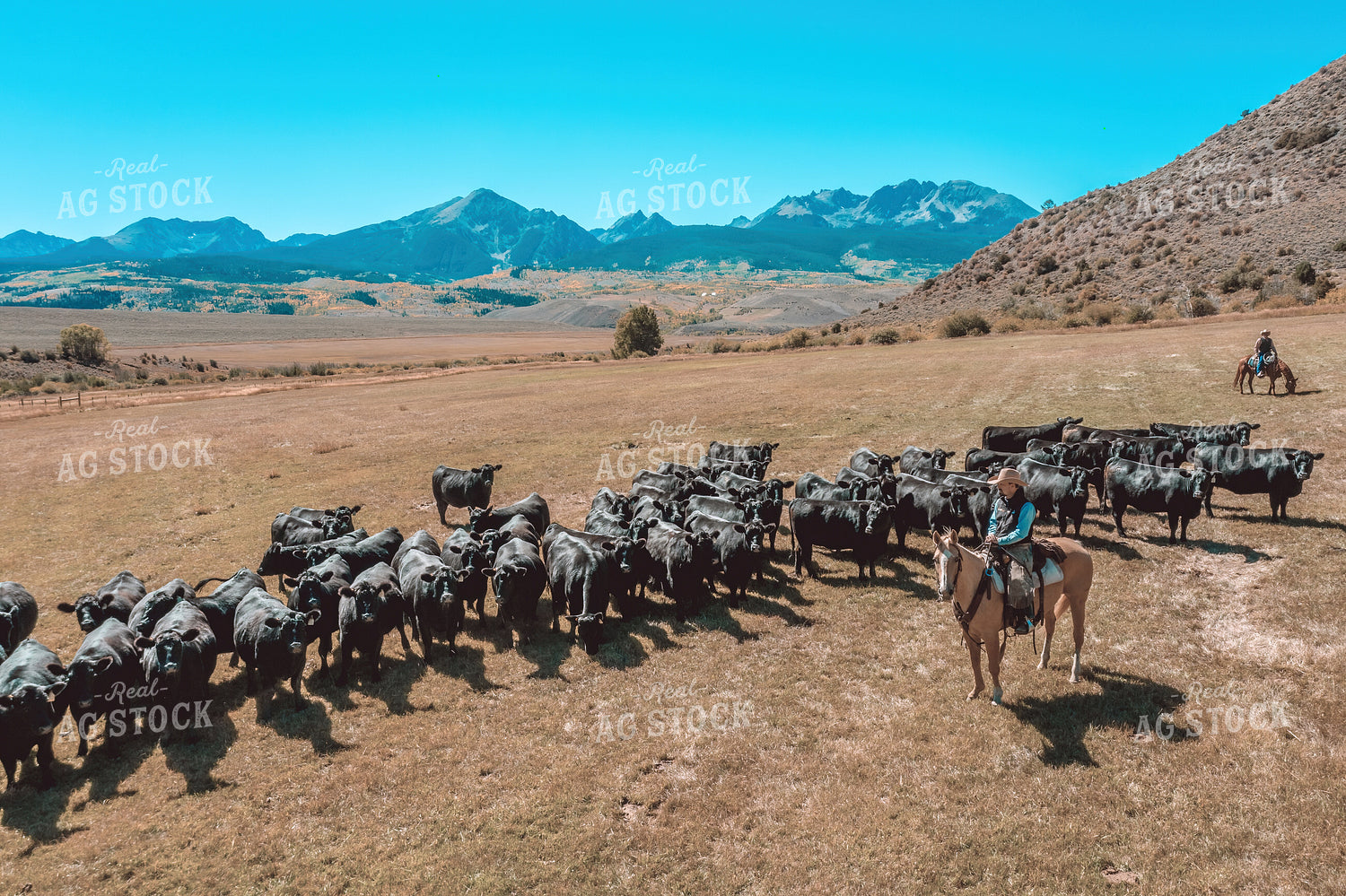 Rancher Herding Cattle 250176