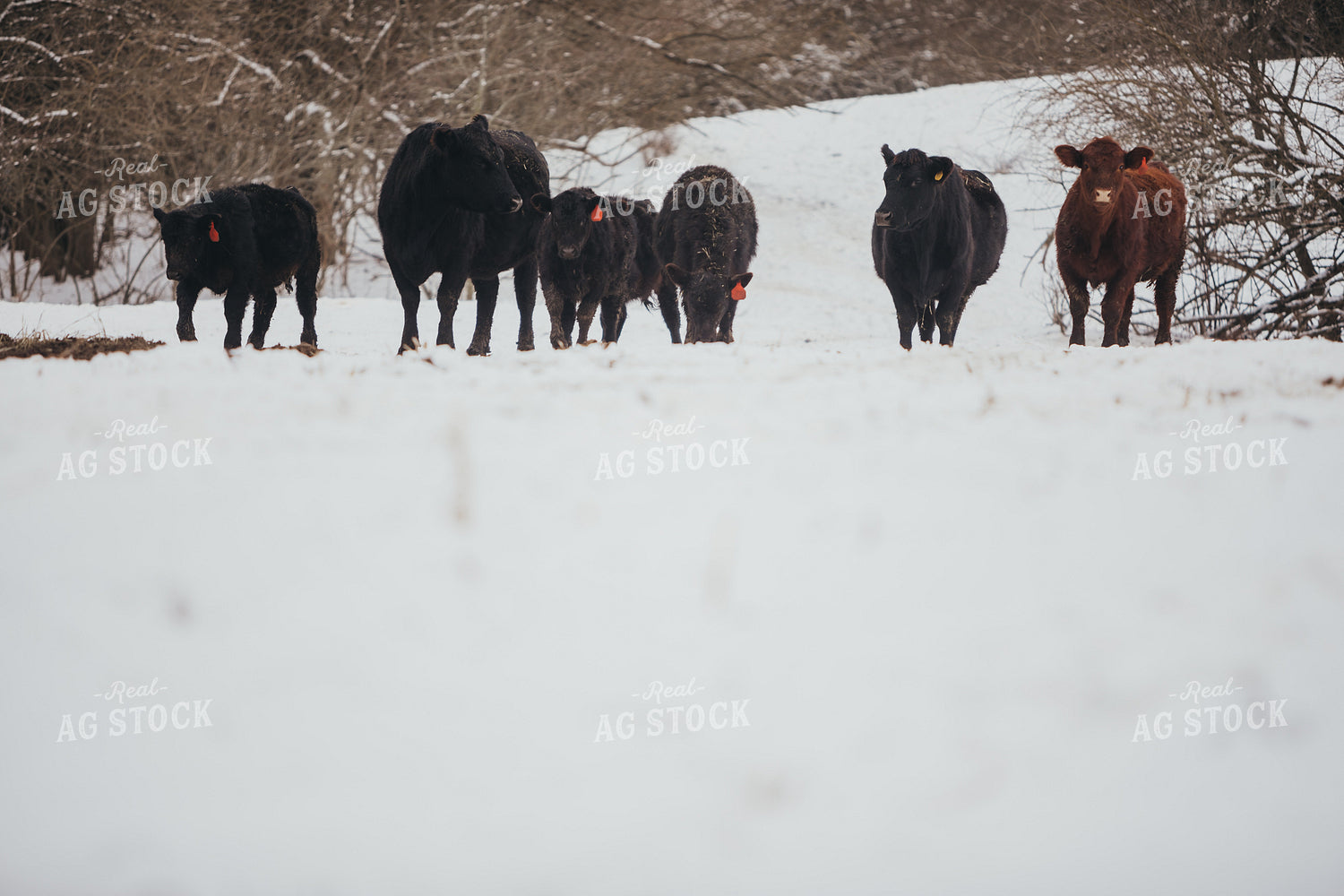 Angus Cows and Calves in Snowy Pasture 3756