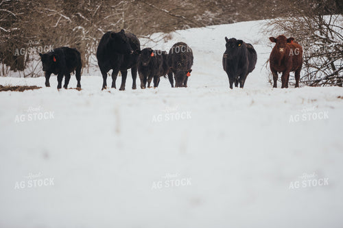 Angus Cows and Calves in Snowy Pasture 3756