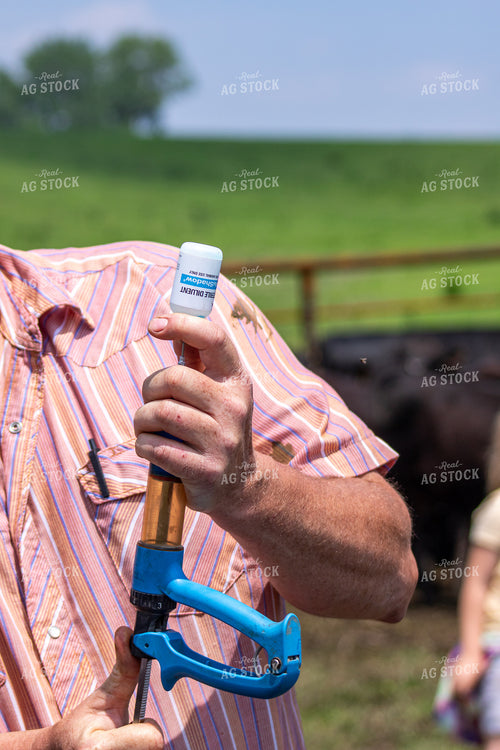 Ranchers Vaccinating Cattle 214190