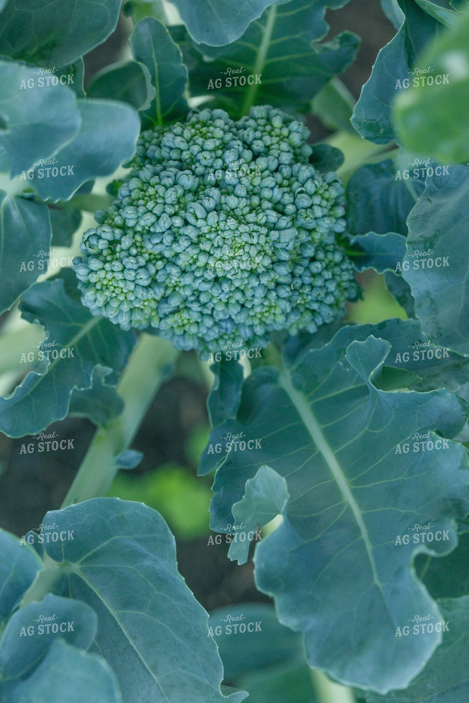 Broccoli 145070