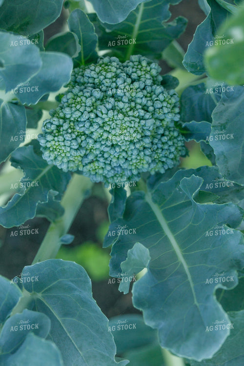 Broccoli 145070