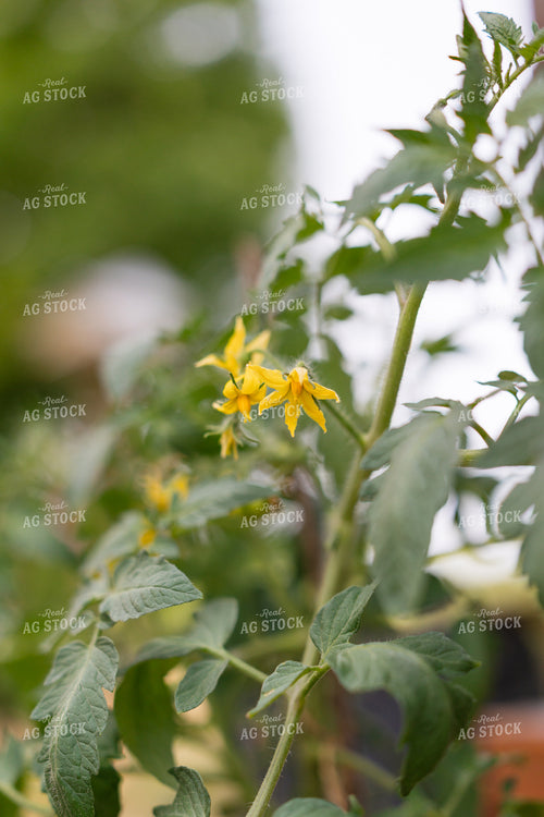 Tomato Plant 295041