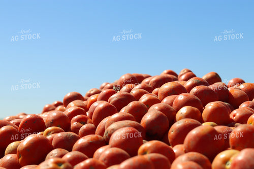 Tomato Harvest 109118