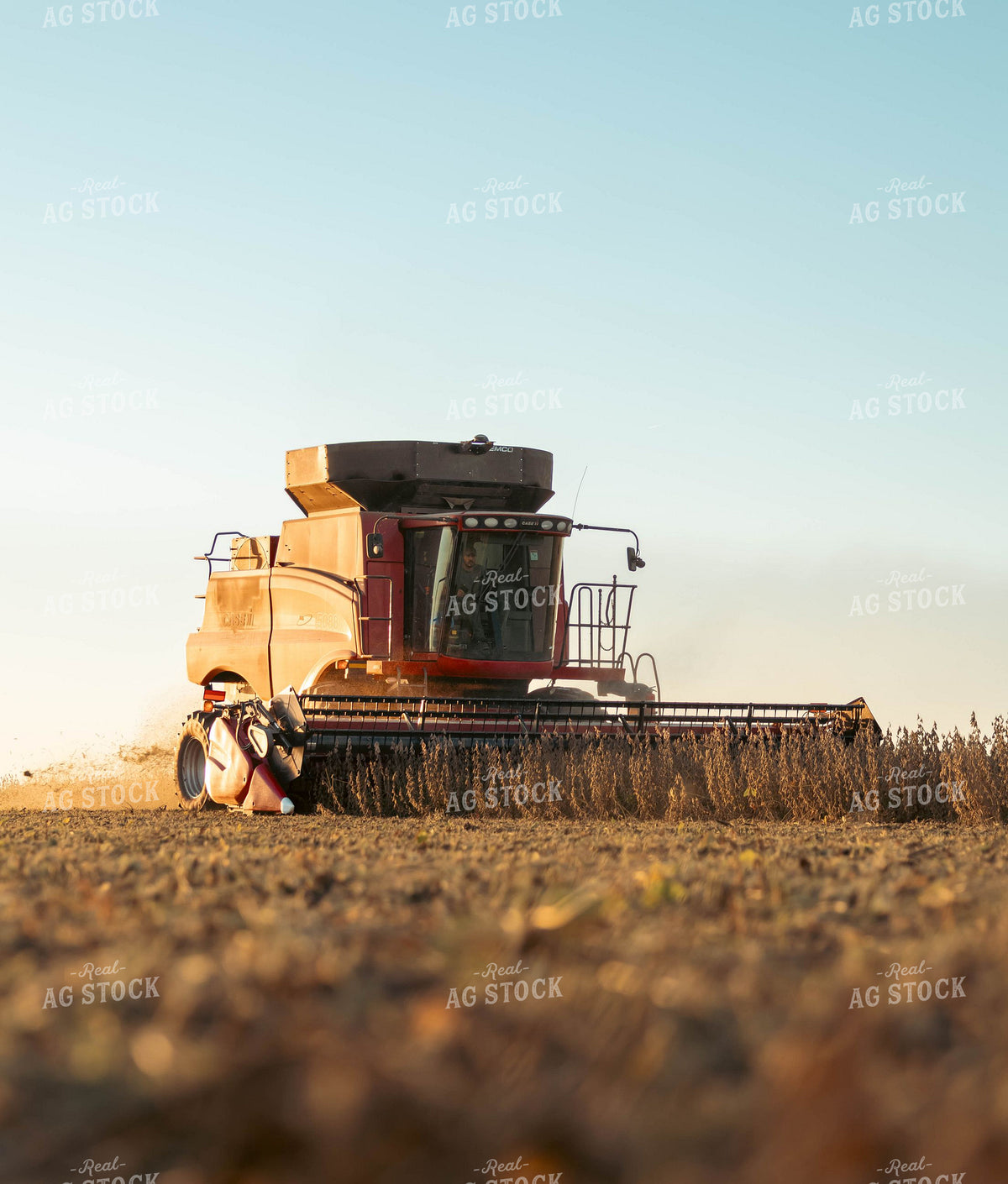 Case IH Combine Harvesting Soybeans 409018