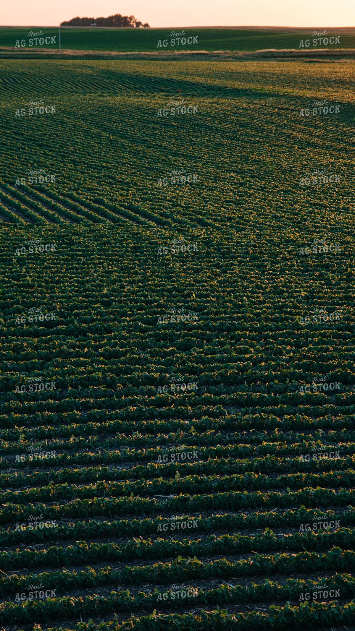 Young Soybean Field at Sunset with Rolling Rows 401021