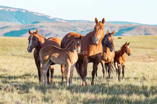 Horses 188053