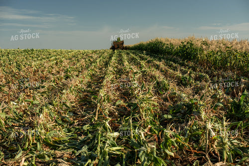 Sweet Corn Harvest 76648