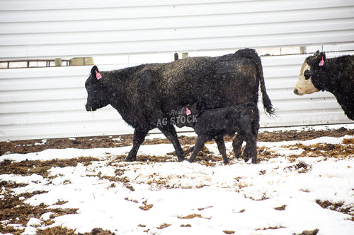 Cow Calf Pair 155474