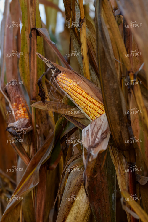 Dried Corn 151019