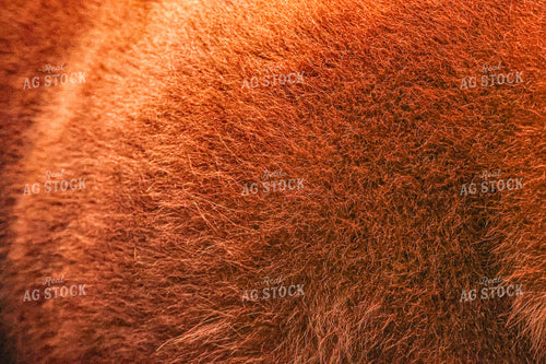Show Cattle Hair Close Up 160463