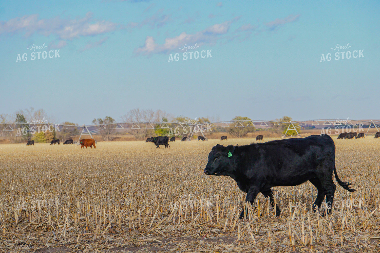 Cattle on Corn Stalks 156018