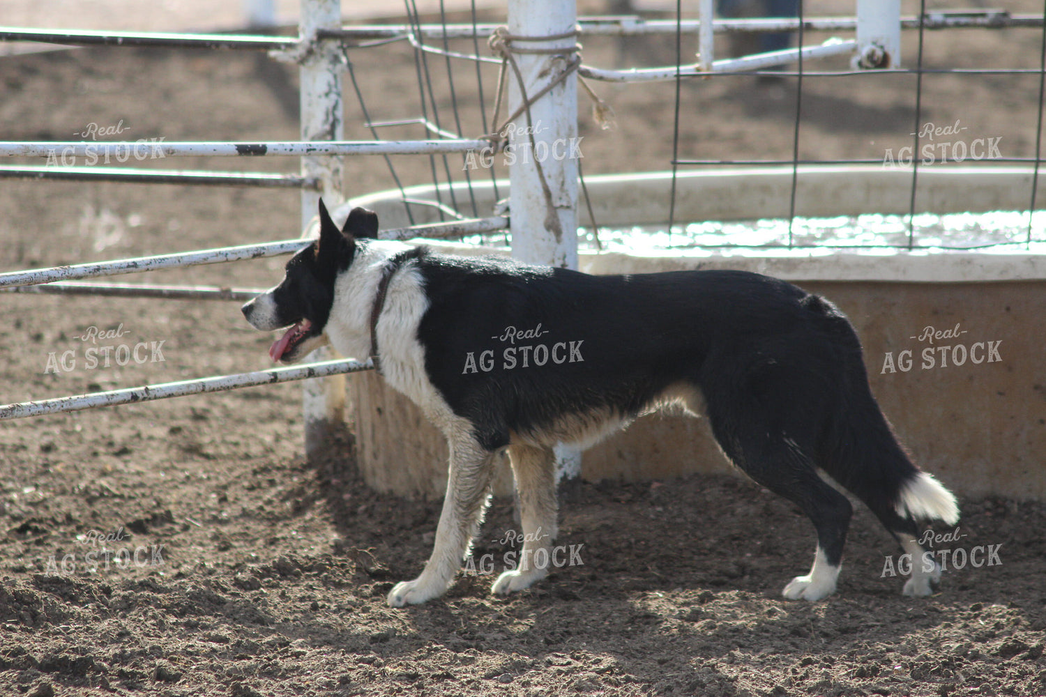 Dog by Fence 63037