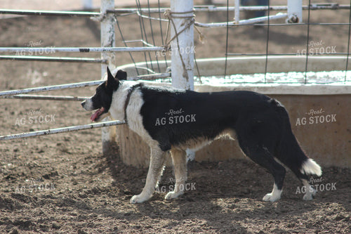 Dog by Fence 63037