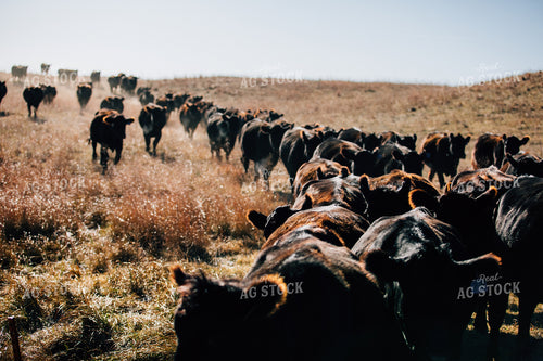 Cattle Trail in Pasture 53074