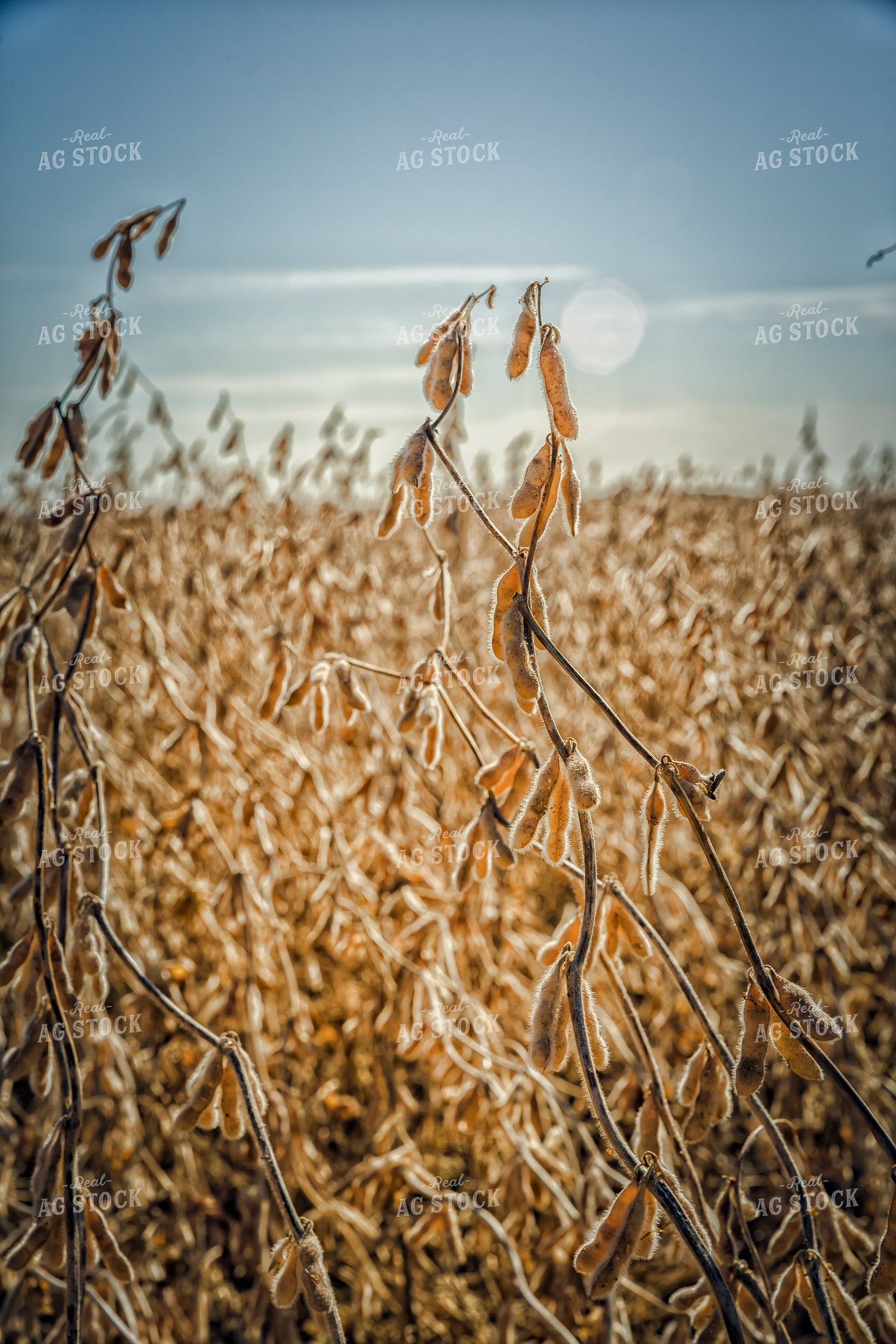 Dried Soybeans in Field 153033
