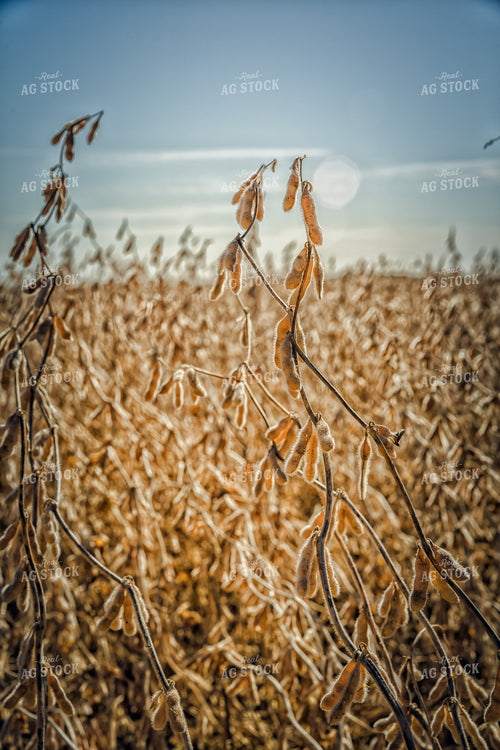 Dried Soybeans in Field 153033