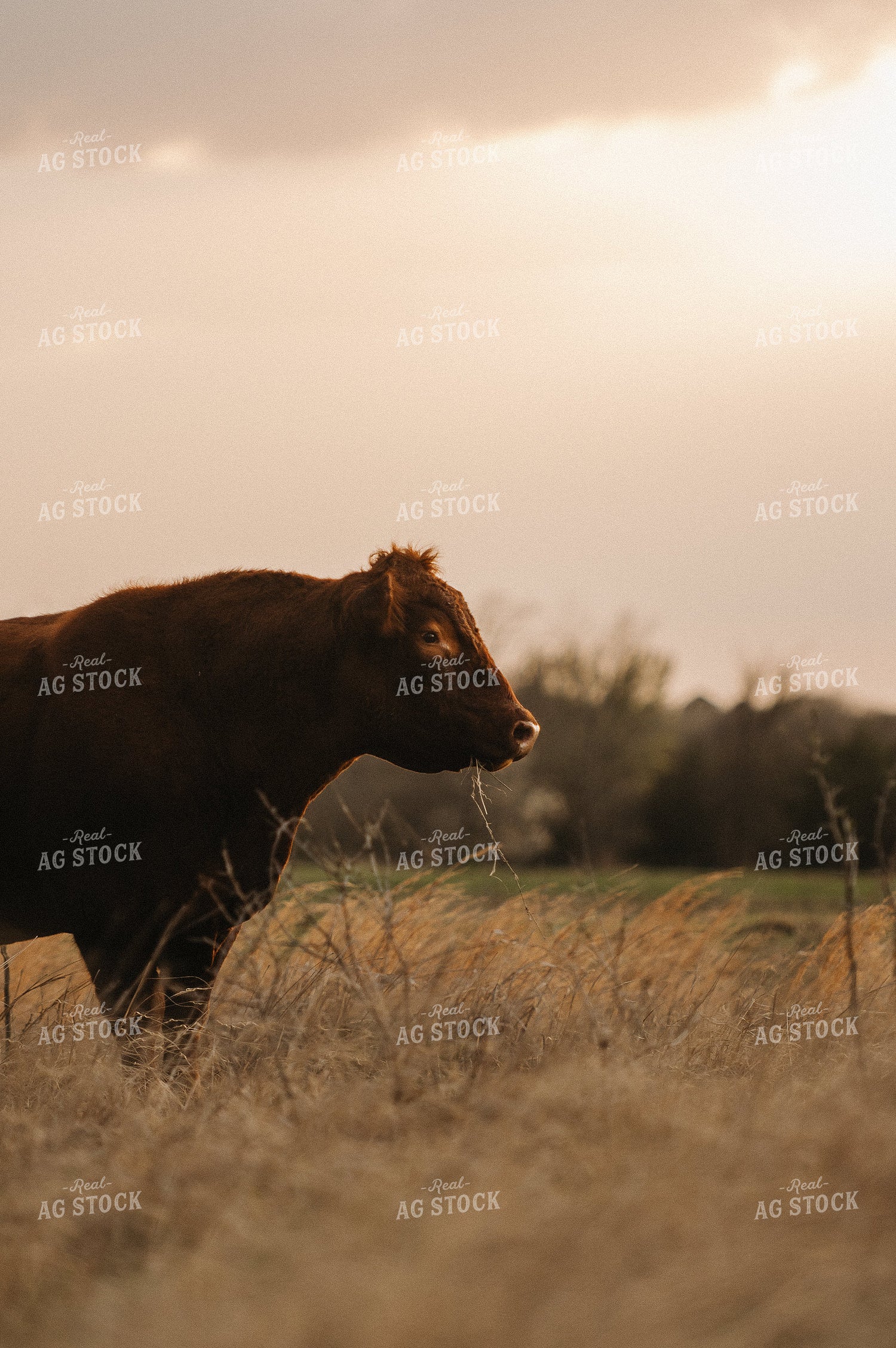 Red Angus Bull on Pasture 301015