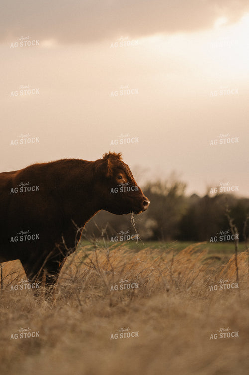 Red Angus Bull on Pasture 301015
