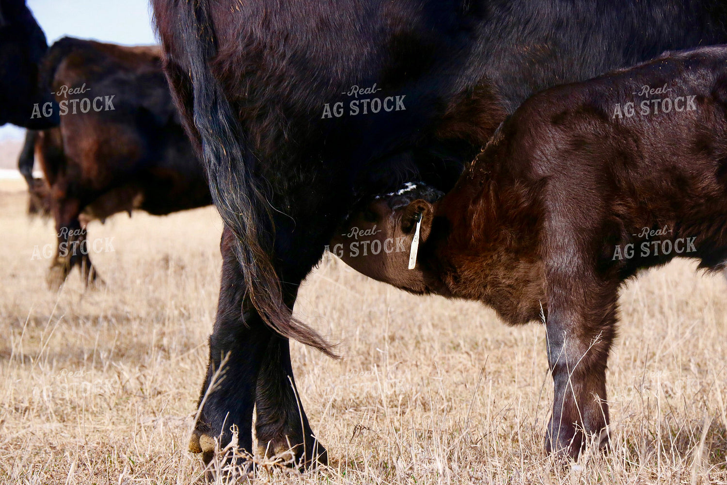 Cow Calf Pair Nursing 299255