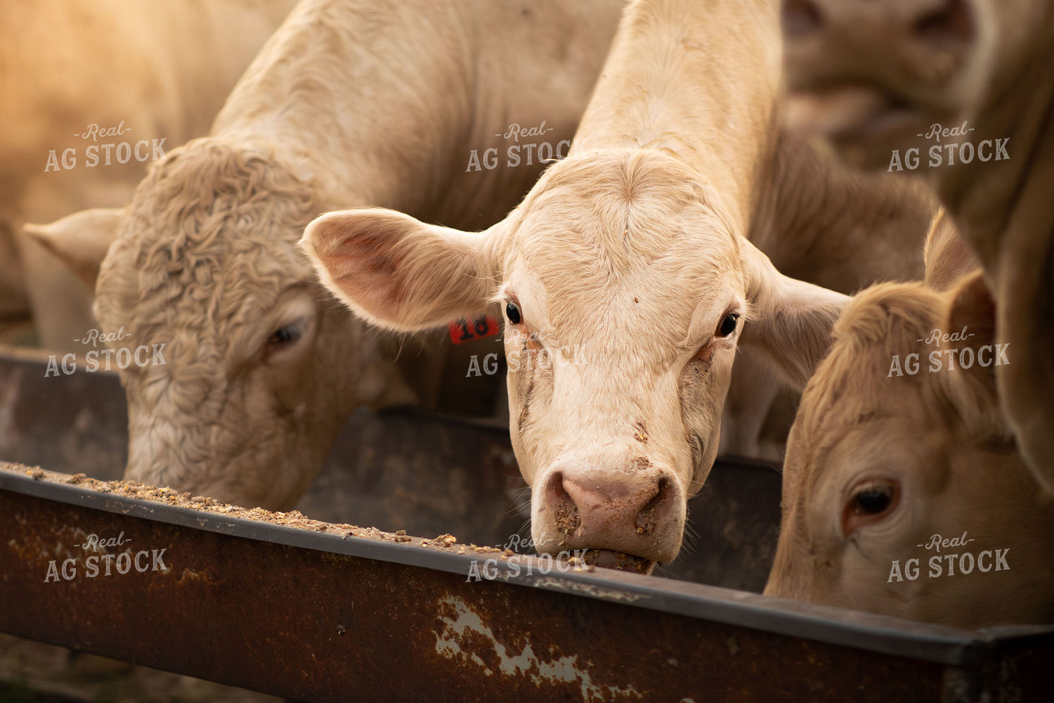 Charolais Cattle on Pasture 288010