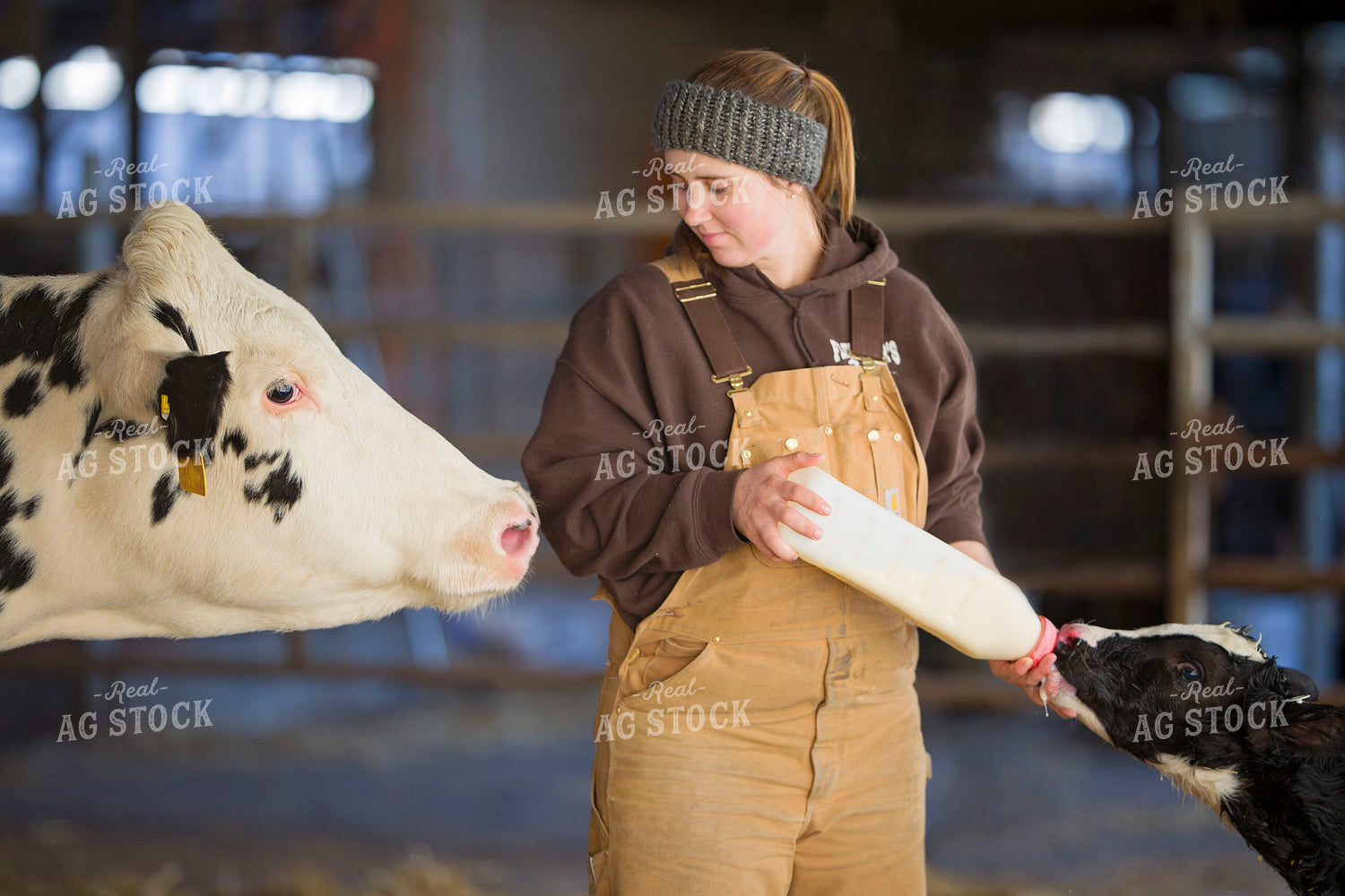 Bottle Feeding Holstein Calf 55388