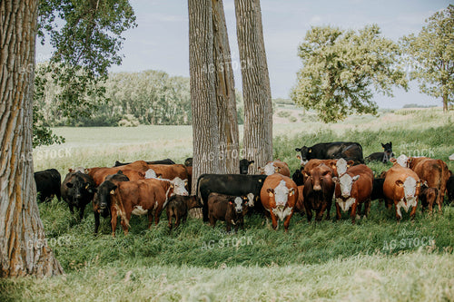 Cow-Calf in Pasture 77125