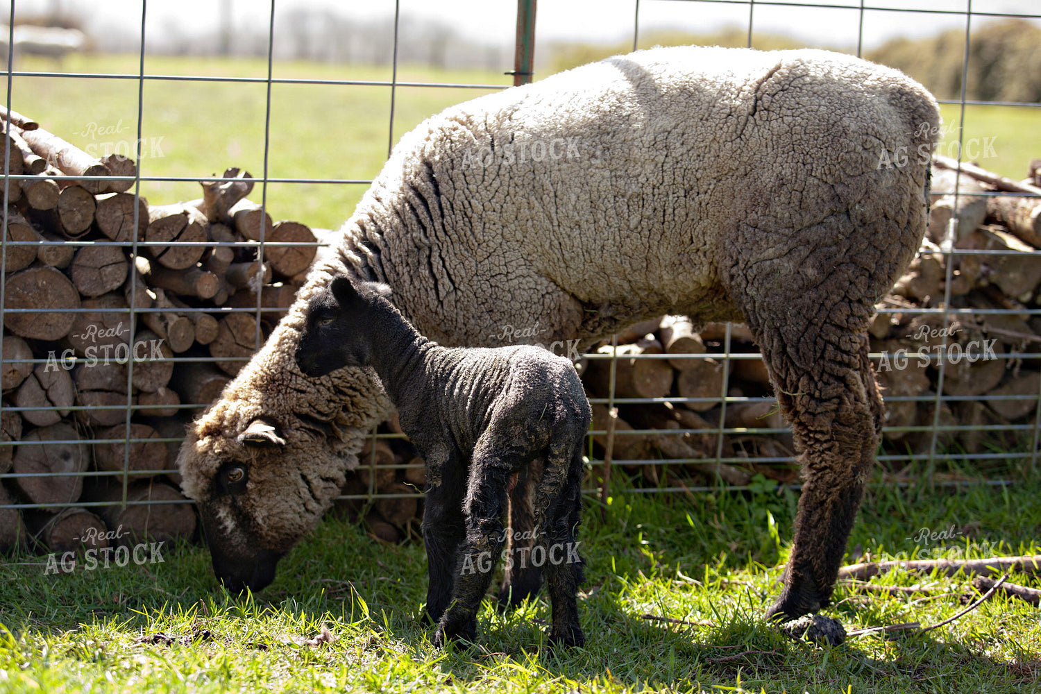 Ewe and Lamb 181001