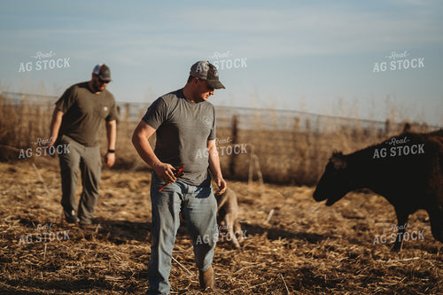 Tagging Calves 196073