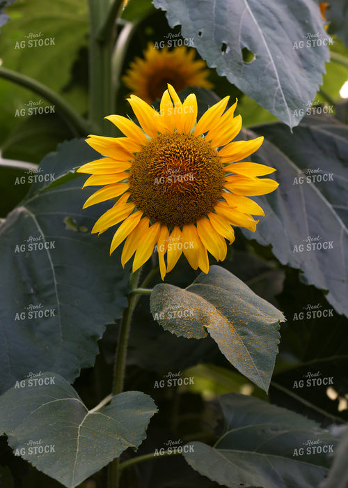 Sunflowers 160184