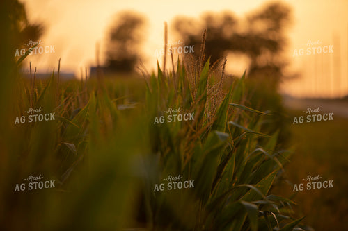 Corn - Mid-Season 2289
