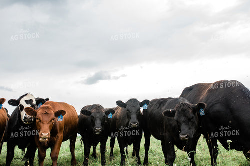 Cow Herd in Green Pasture 53046