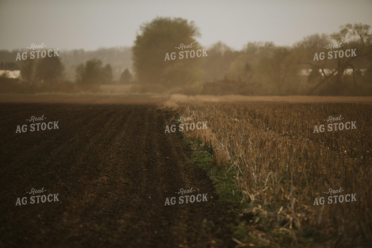 Field Border with Tilled and No-Till 5629