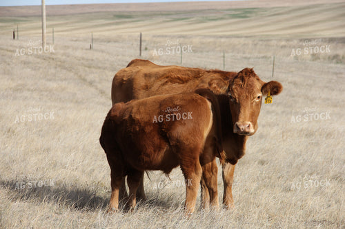 Red Angus Cattle in Pasture 95005