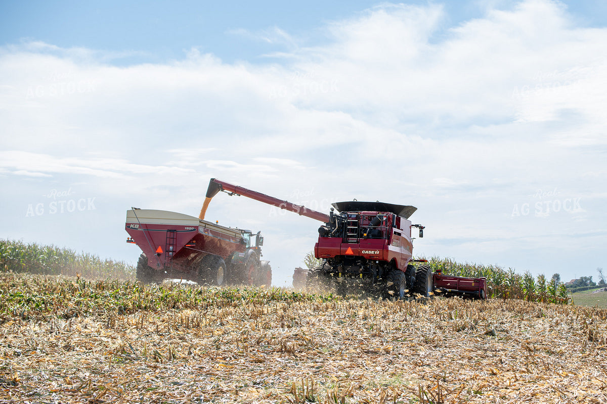 Corn Harvest 193116