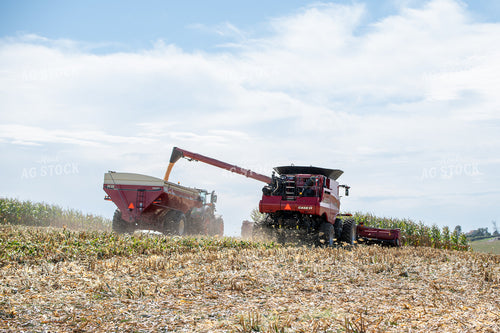 Corn Harvest 193116
