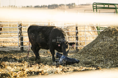 Cow Giving Birth to Calf 70114