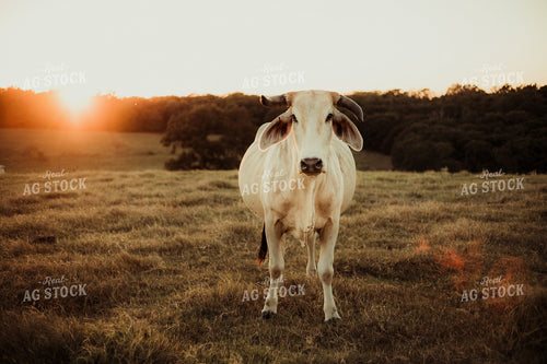 Brahman Cattle 203054