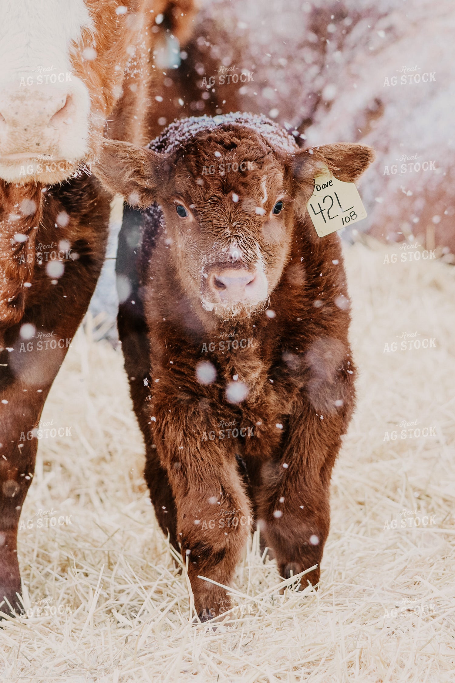 Simmental Calf in Falling Snow 139000
