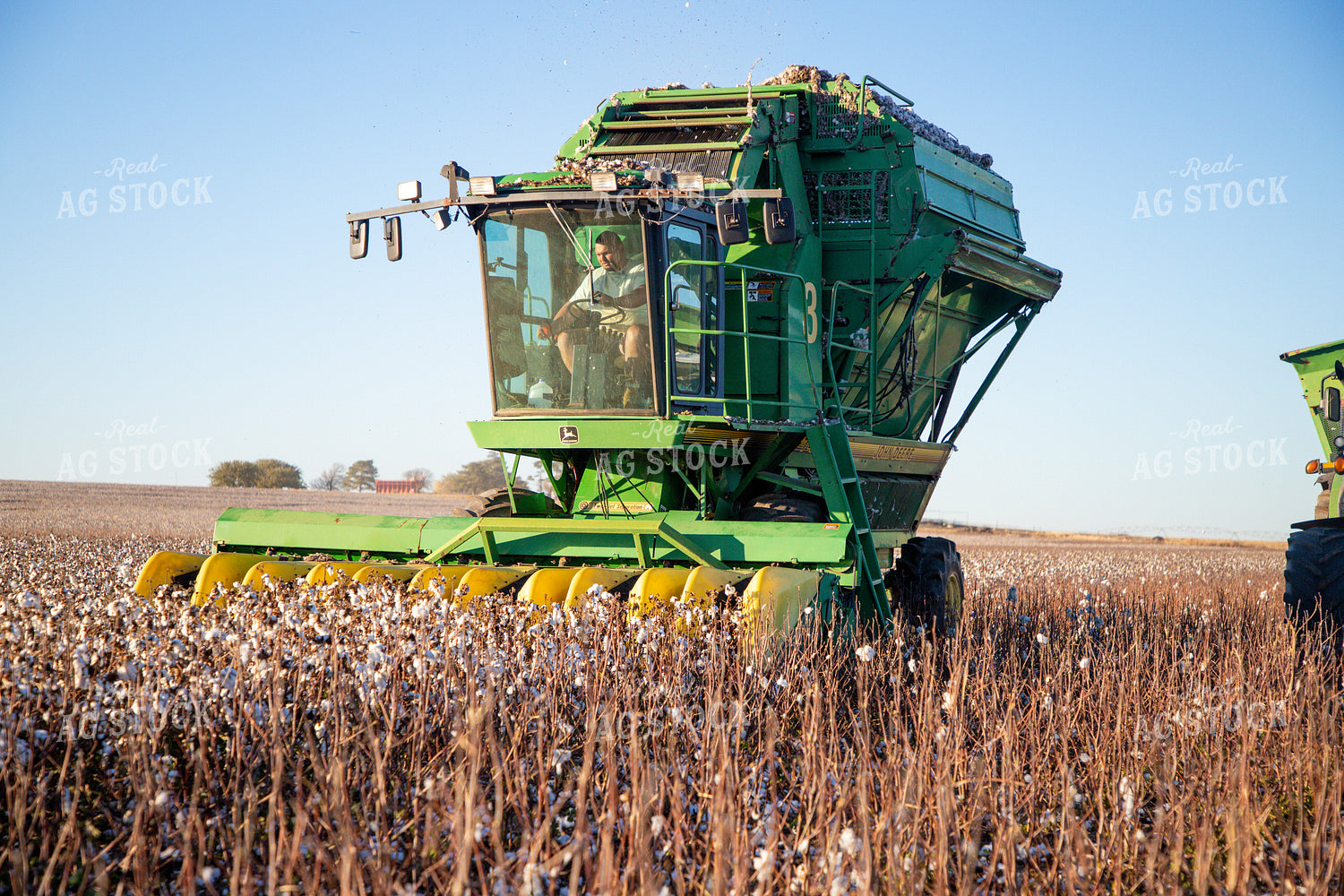 Cotton Harvest 208109