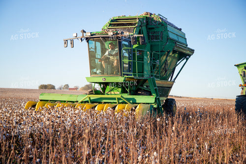 Cotton Harvest 208109