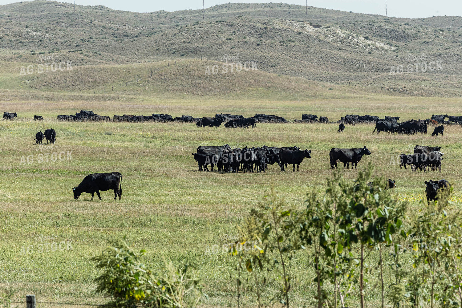 Black Angus Cattle in Pasture 114060