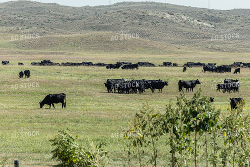 Black Angus Cattle in Pasture 114060