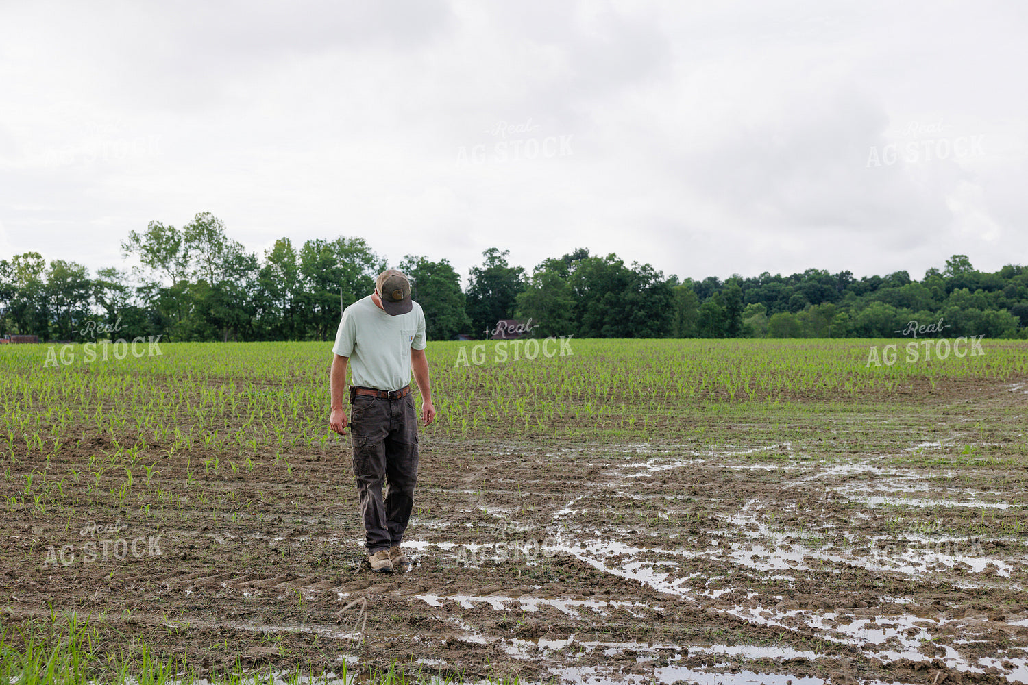 Farmer Scouting Wet Corn Field 295017